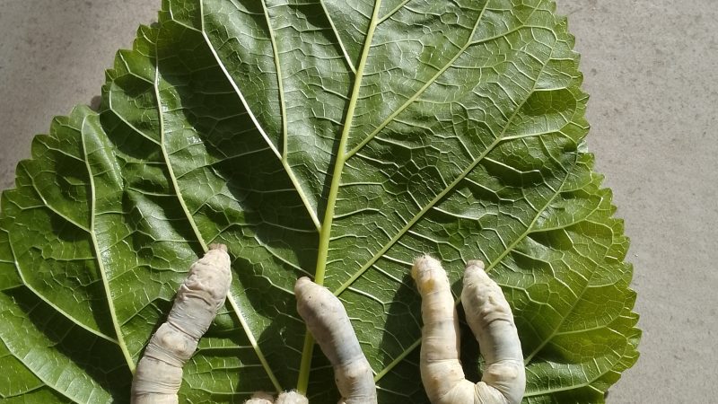 Δύο eTwinning συνεργάζονται “The life of the butterfly” και “GreenFluencer”